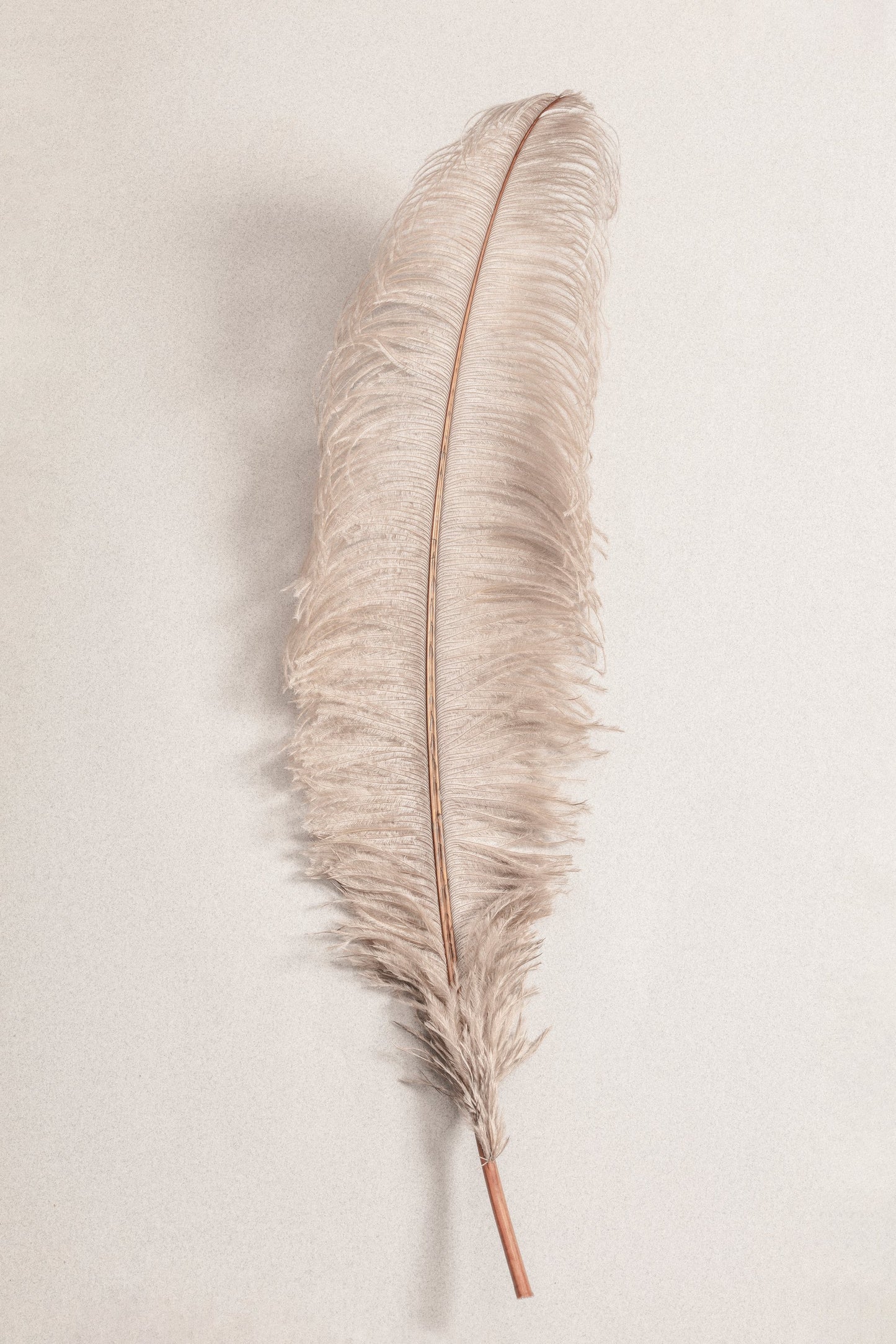 Feather_002 - Poster / Art Print