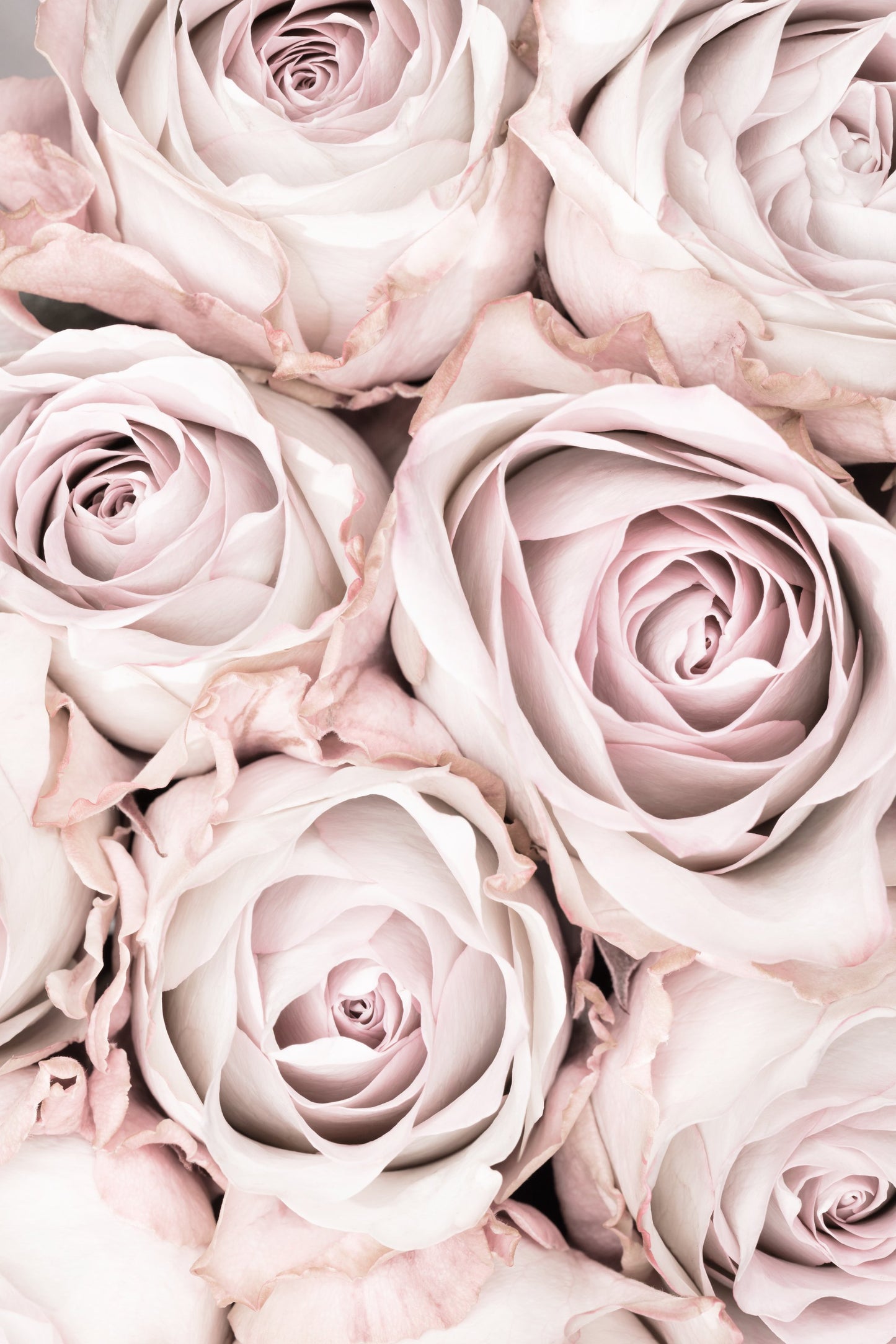 Pink Roses No 01 - Poster / Art Print