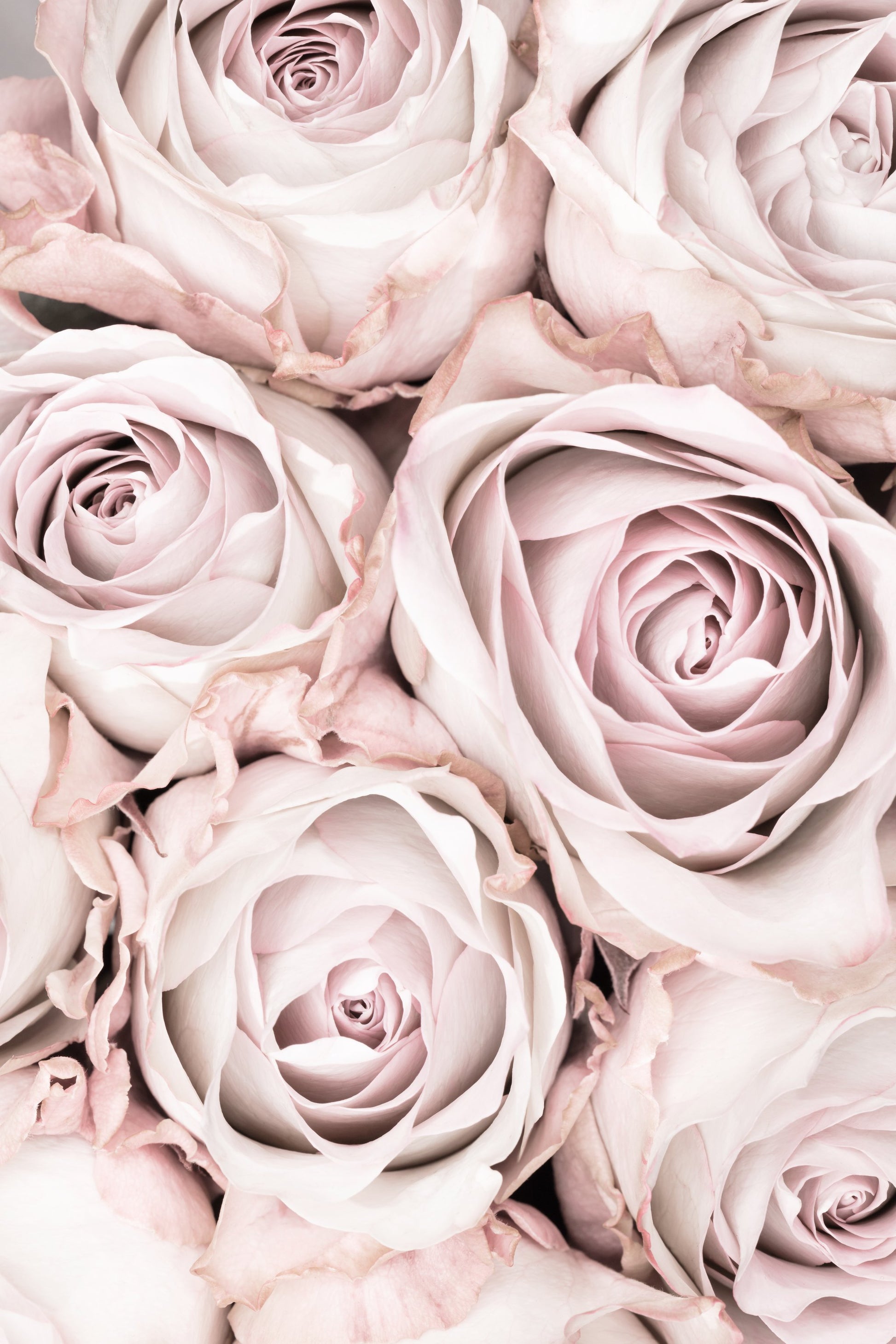 Pink Roses No 01 - Poster / Art Print