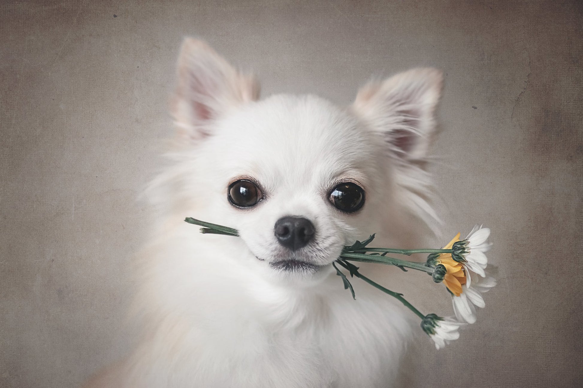 Chihuahua with flowers - Poster / Art Print