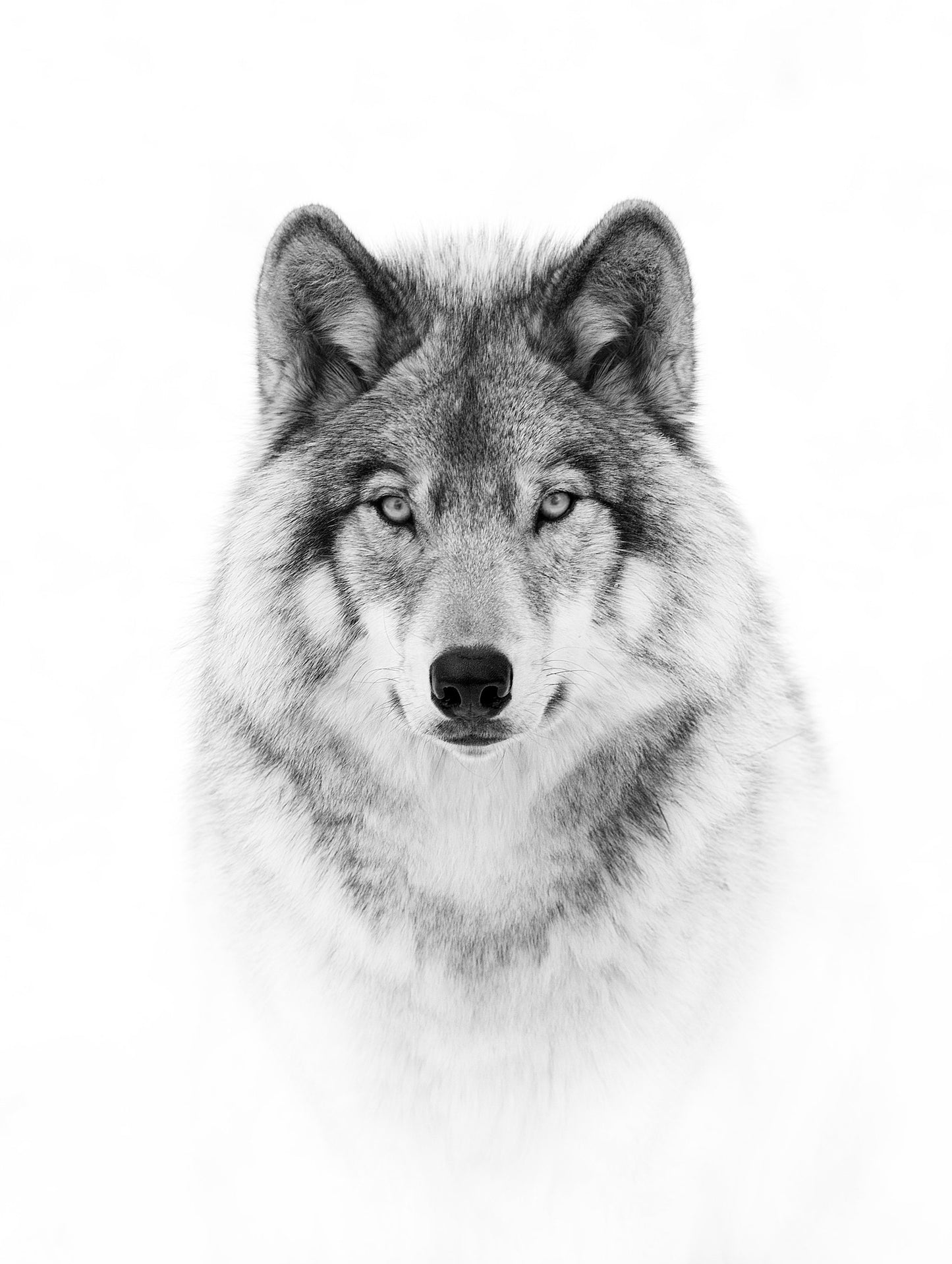 Portrait of a Timber Wolf - Poster / Art Print