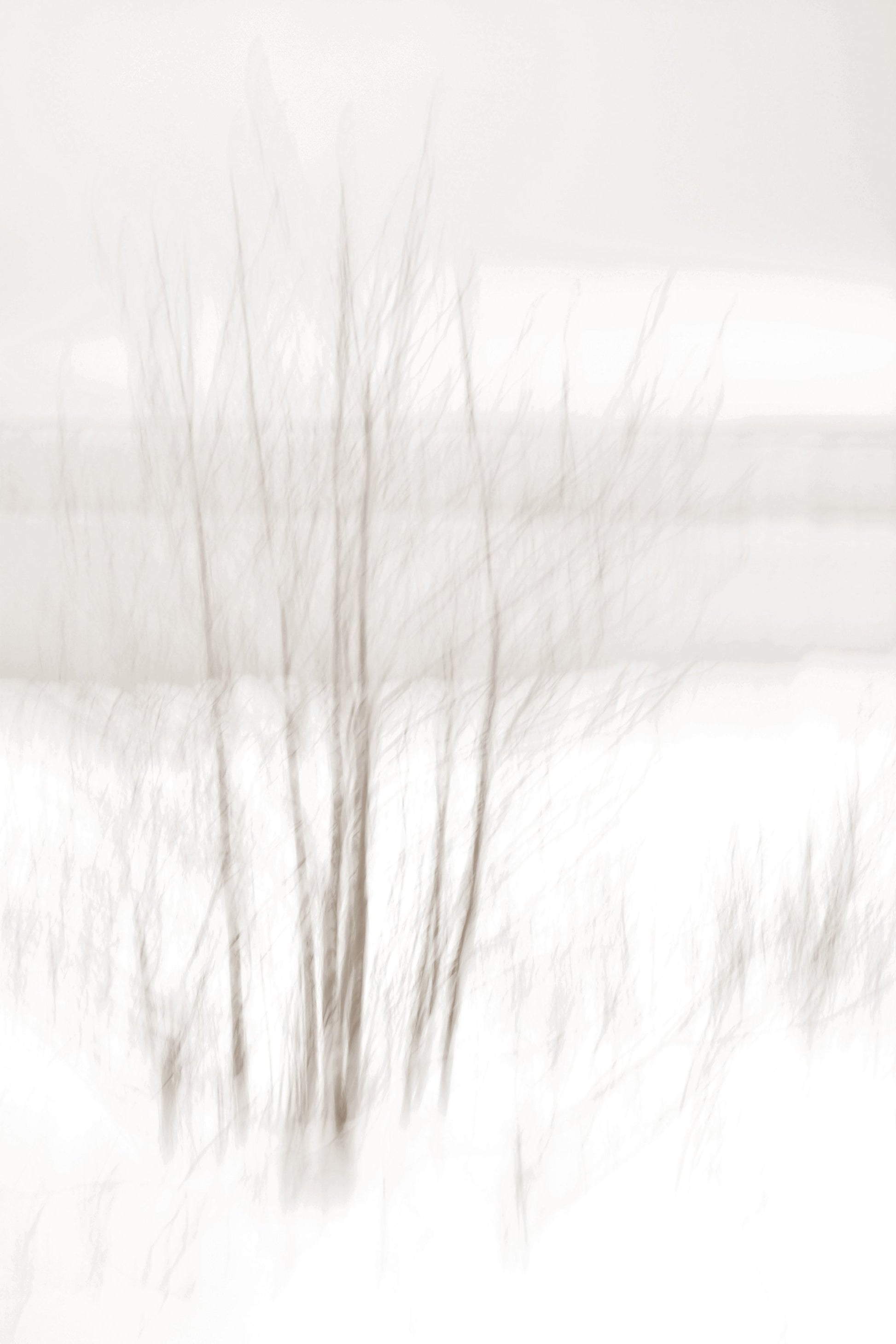Winter White - Poster / Art Print