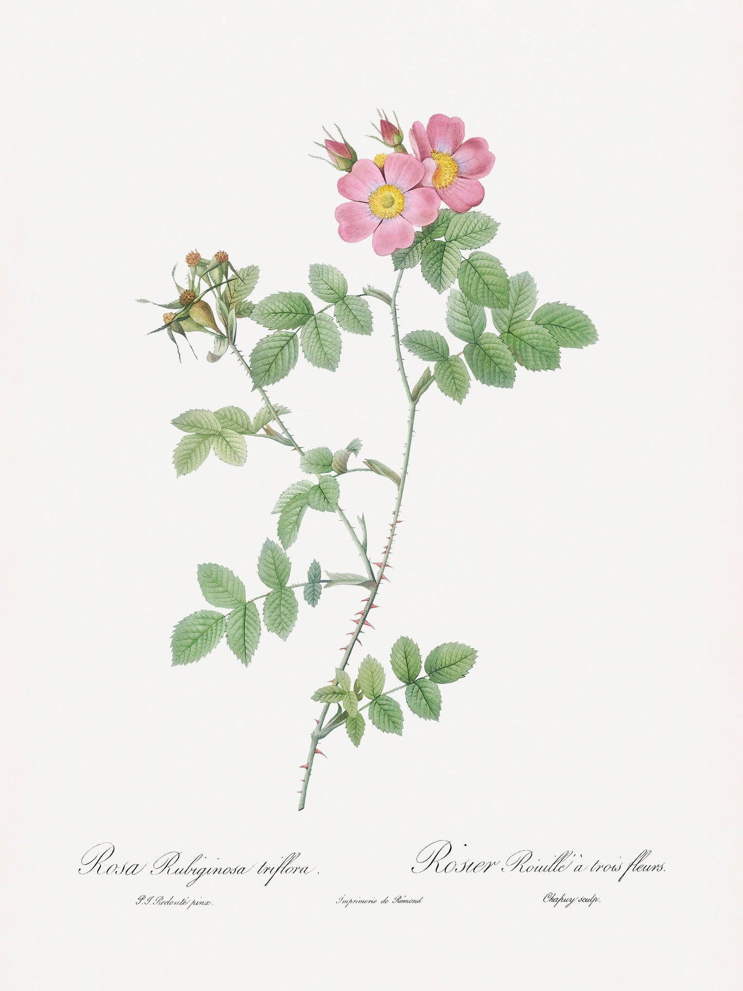 Sweetbriar, Les Roses (1817–1824) - Poster / Art Print