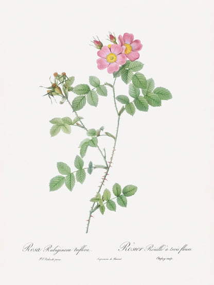 Sweetbriar, Les Roses (1817–1824) - Poster / Art Print