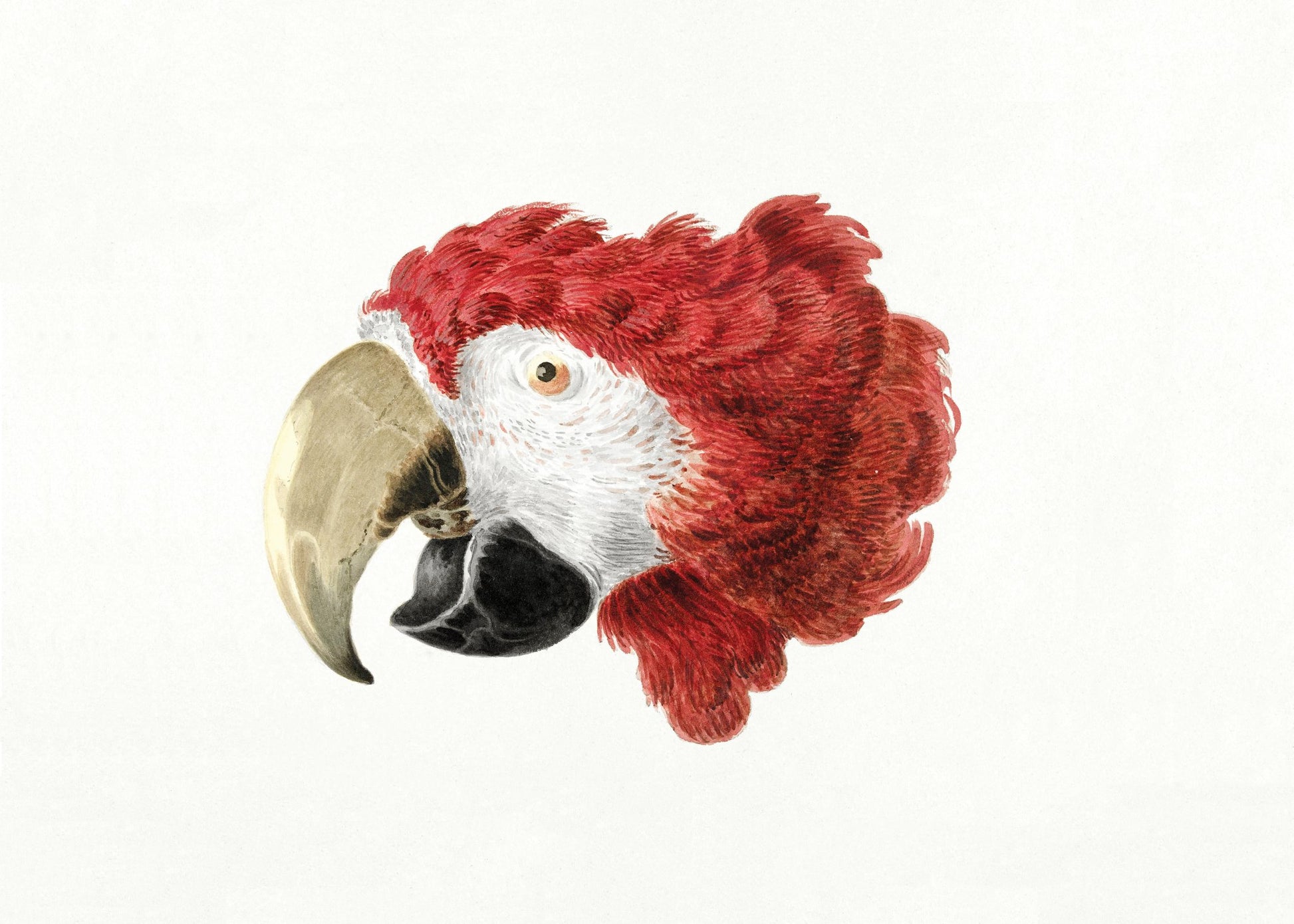Macaw - Poster / Art Print