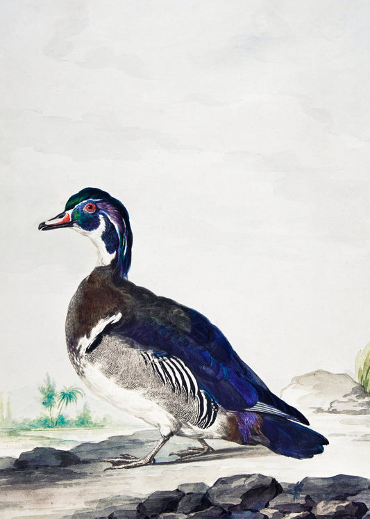 A Duck - Poster / Art Print