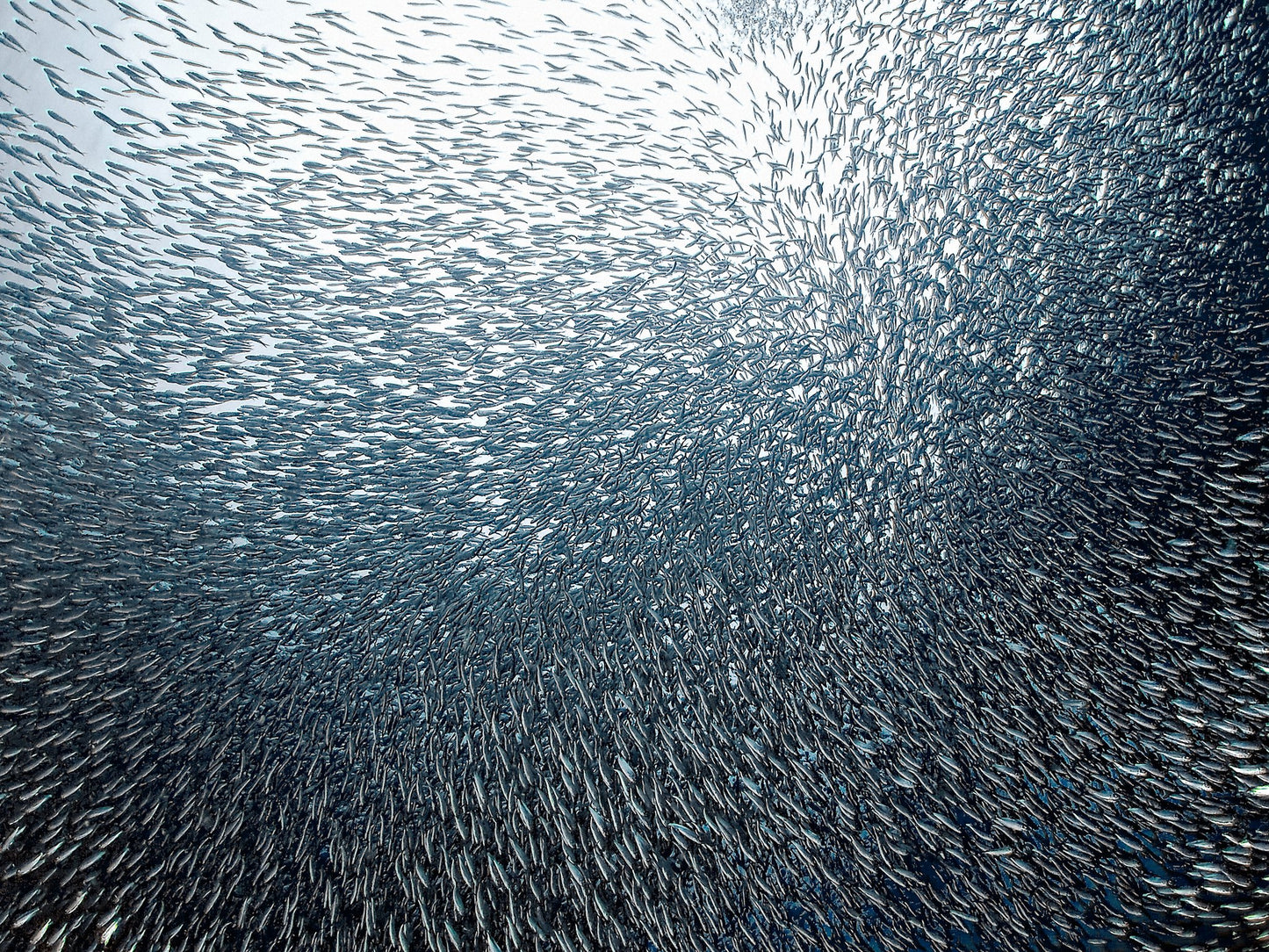 Sardines Firework - Poster / Art Print