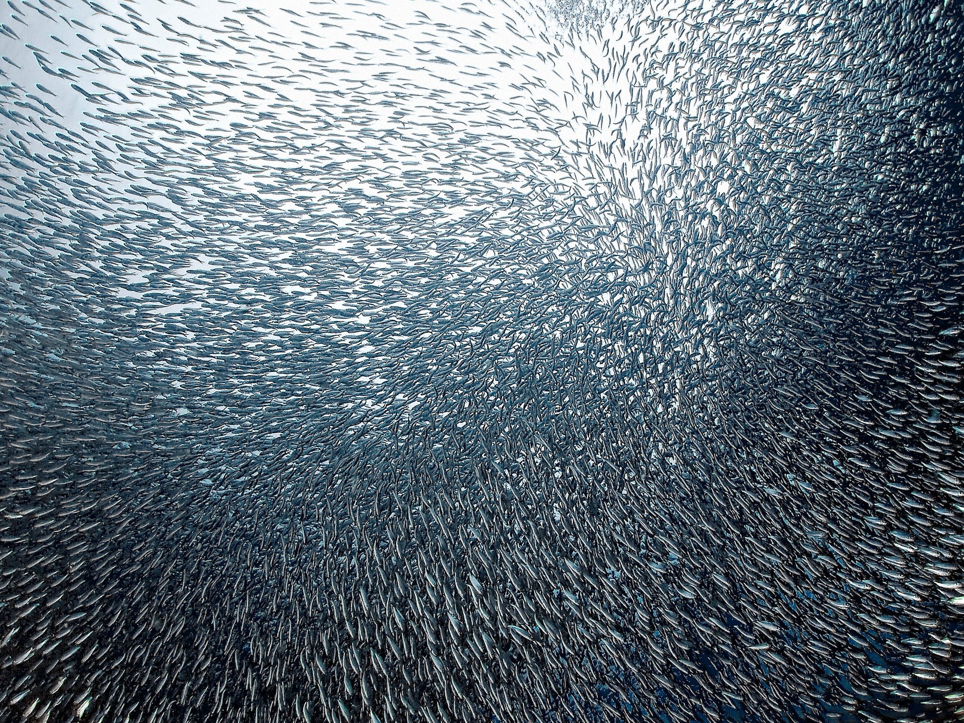 Sardines Firework - Poster / Art Print