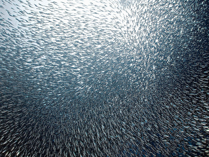 Sardines Firework - Poster / Art Print