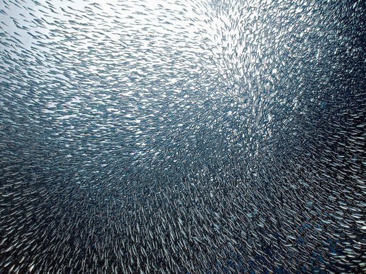 Sardines Firework - Poster / Art Print