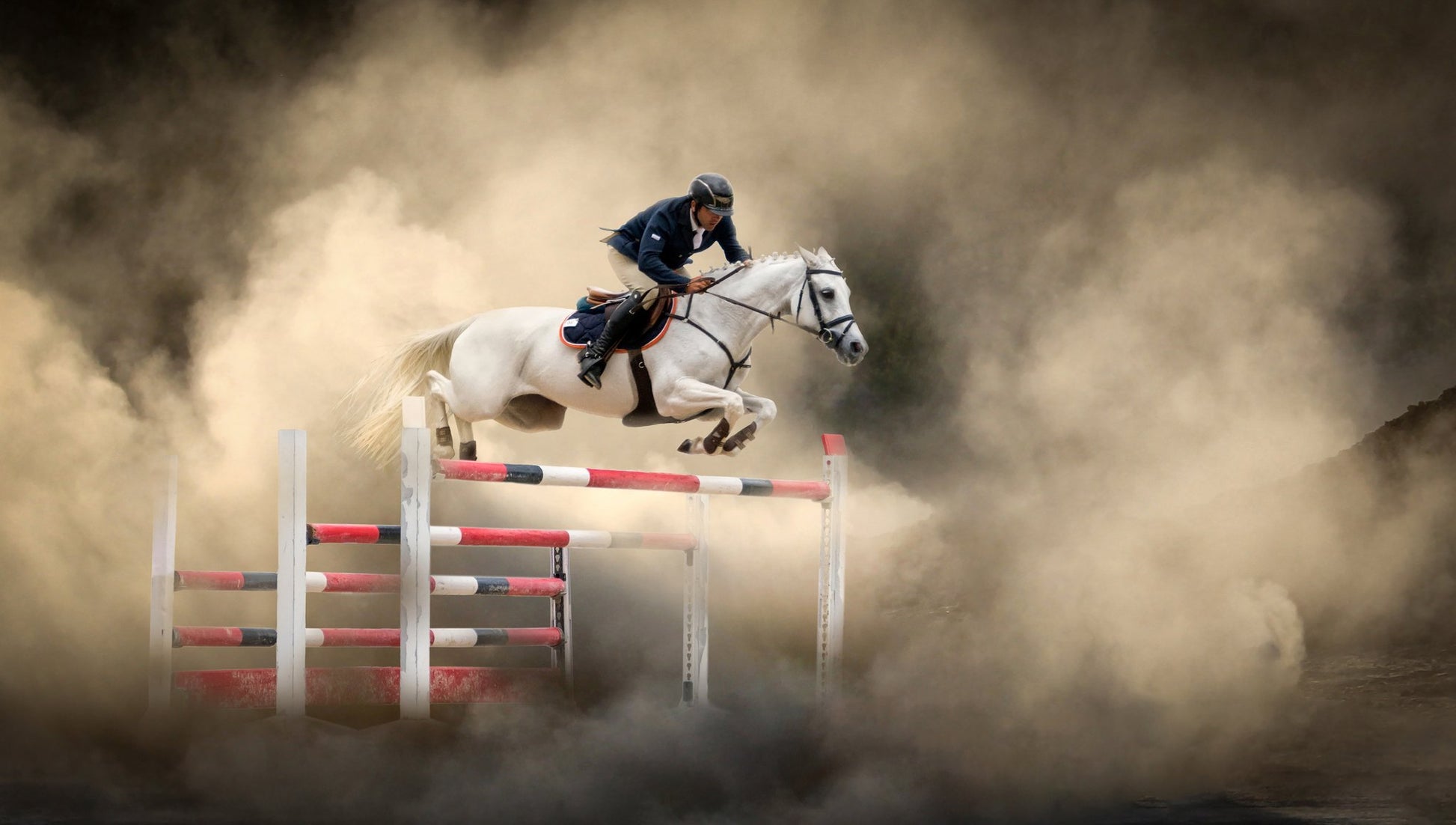 White horse - Poster / Art Print