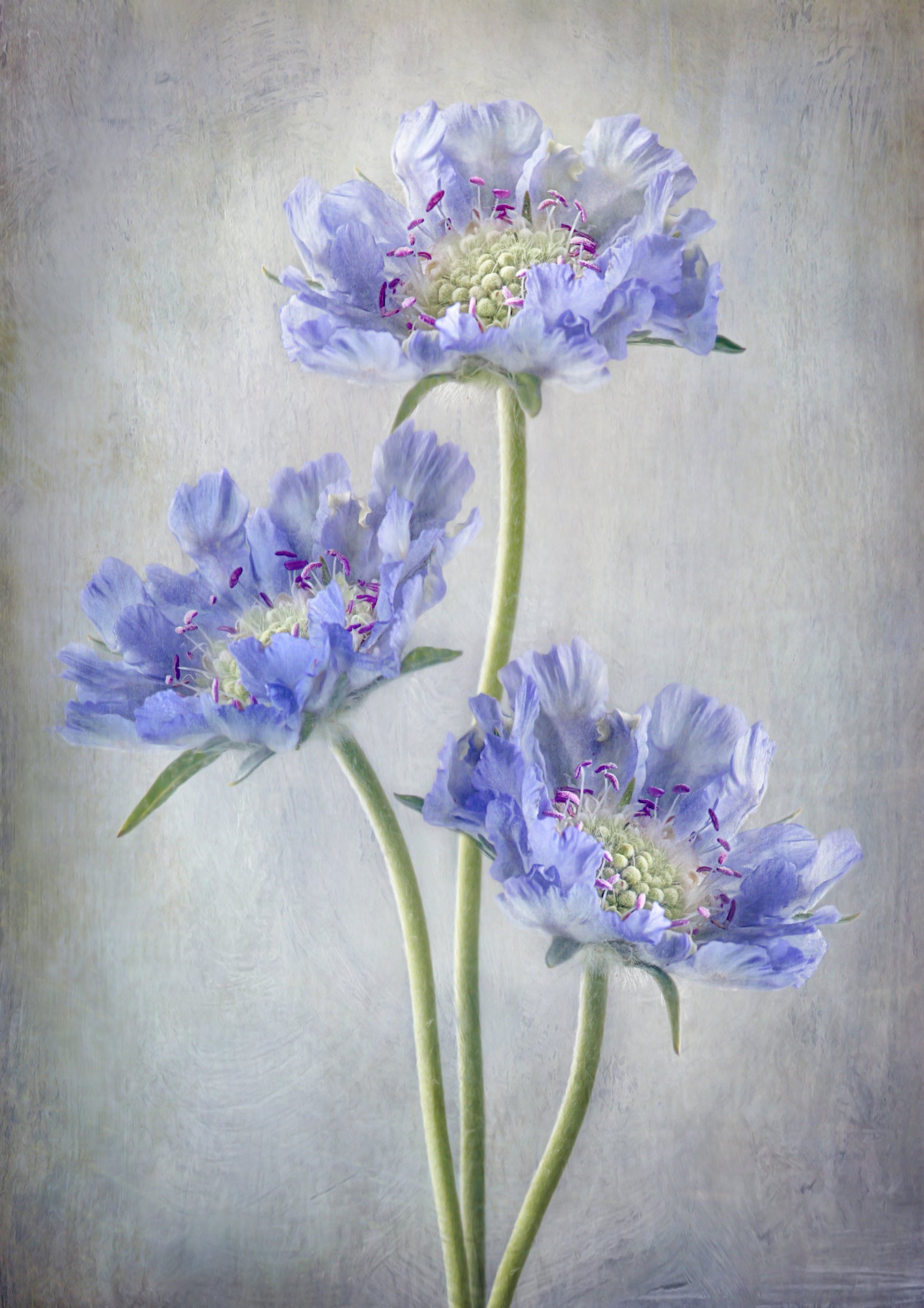 Scabiosa - Poster / Art Print
