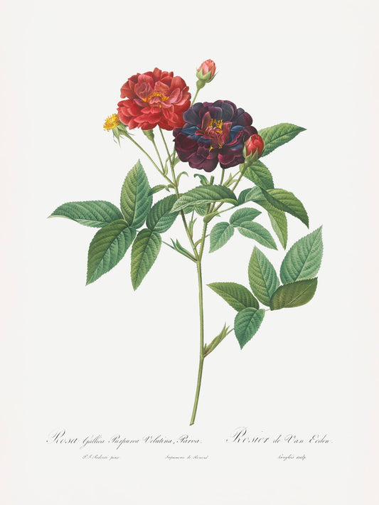Rose of Van Eeden, Les Roses (1817–1824) - Poster / Art Print