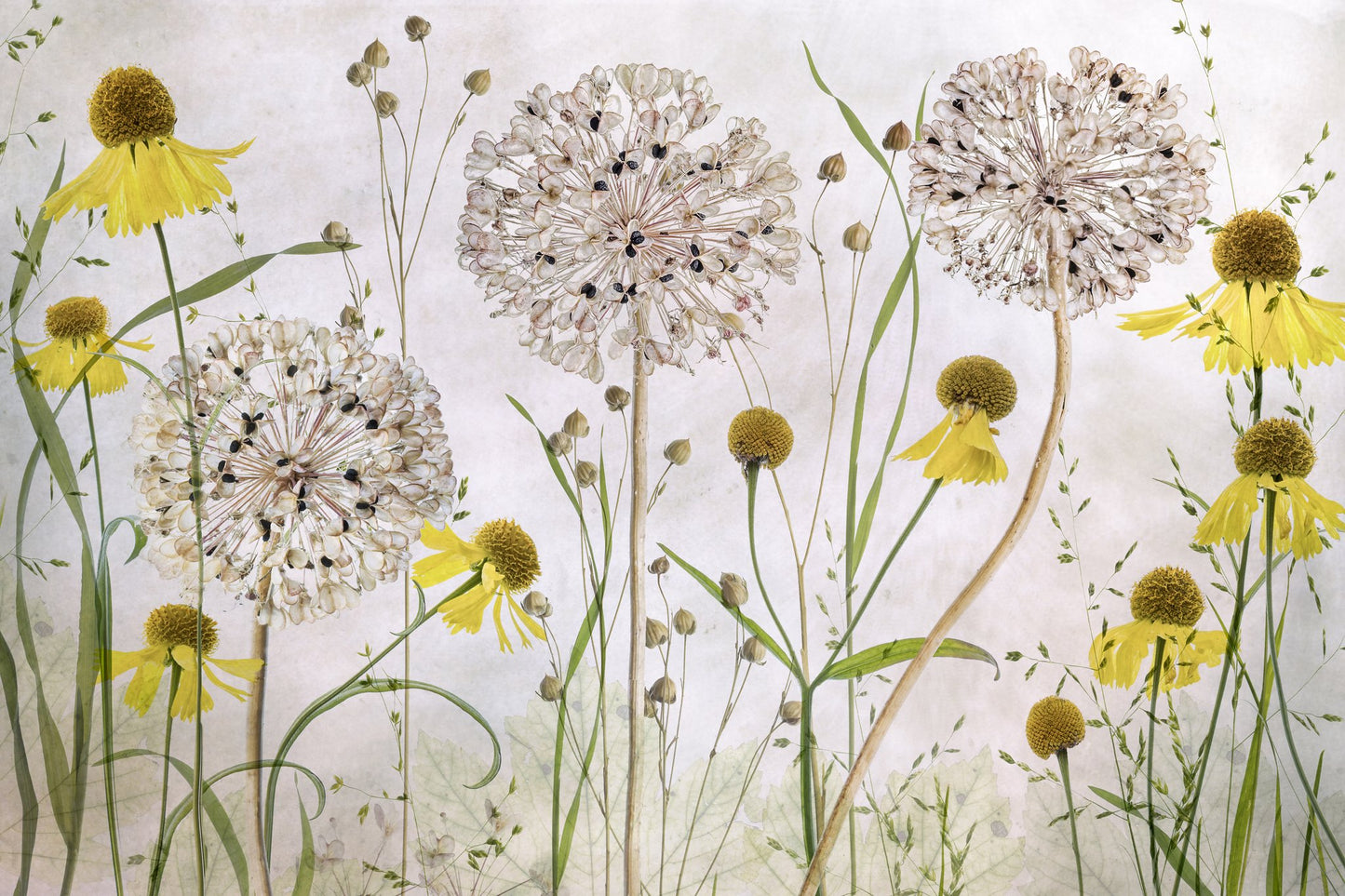 Alliums and heleniums - Poster / Art Print