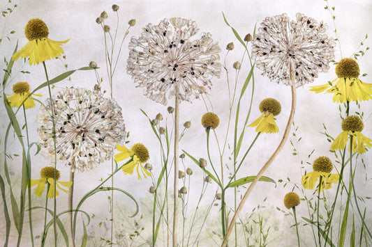 Alliums and heleniums - Poster / Art Print