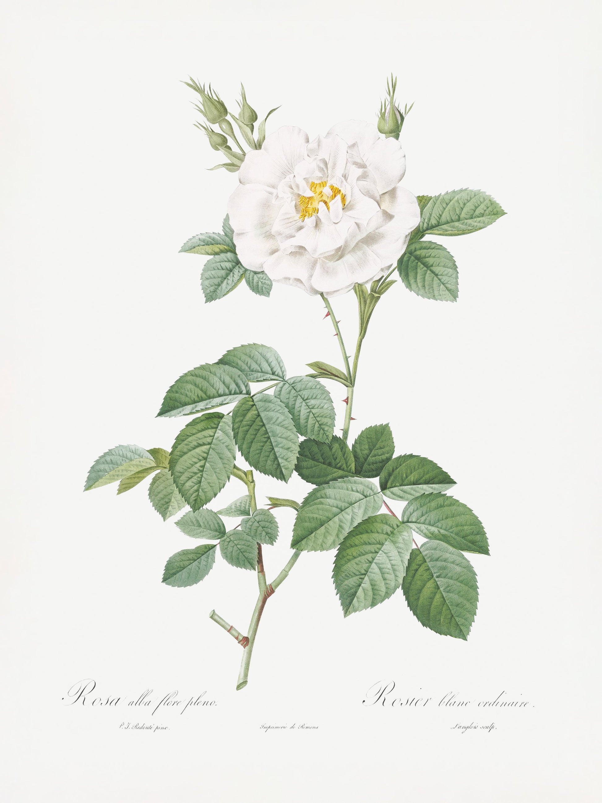 Rosa Alba Flore Pleno, Les Roses (1817–1824) - Poster / Art Print