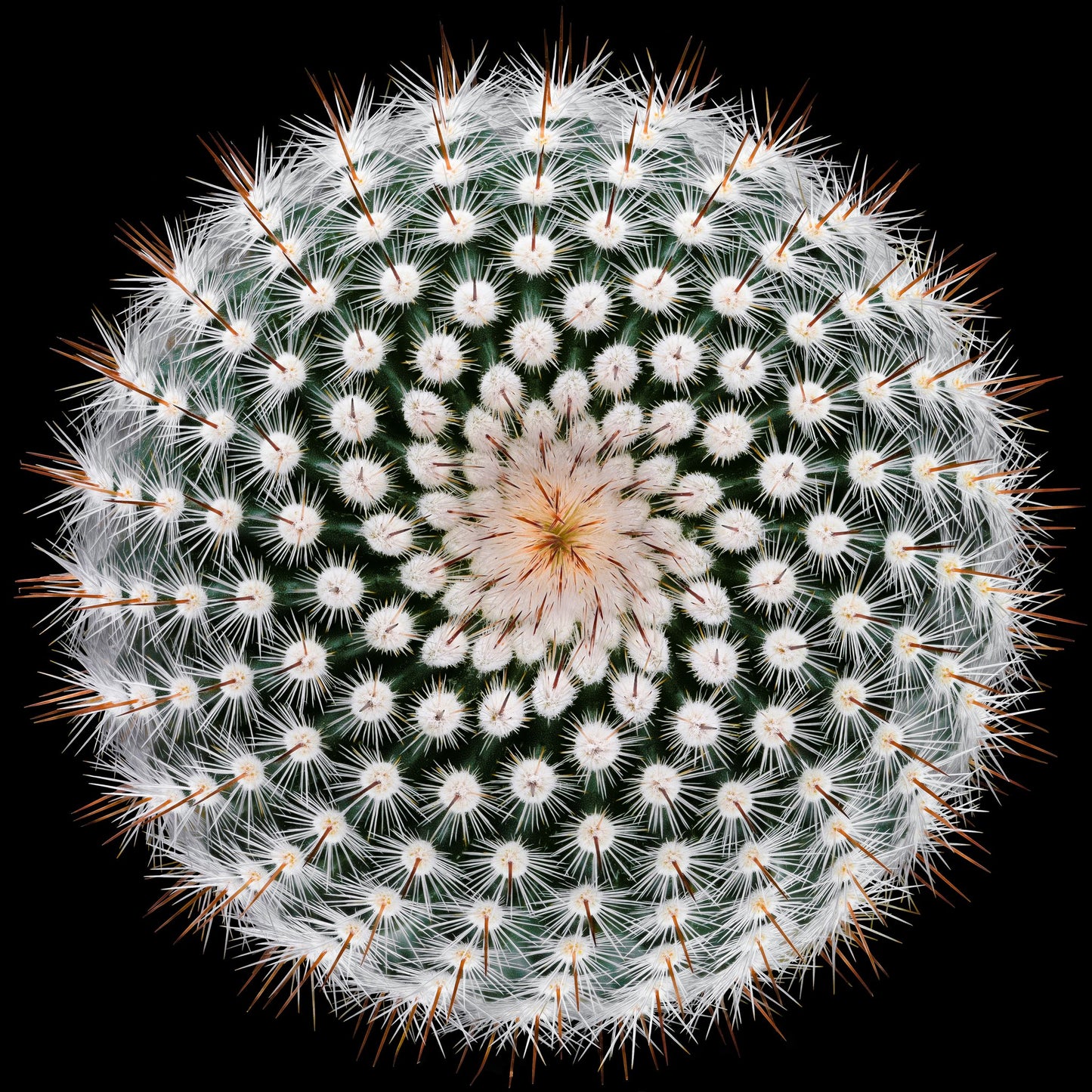 Notocactus scopa - Poster / Art Print