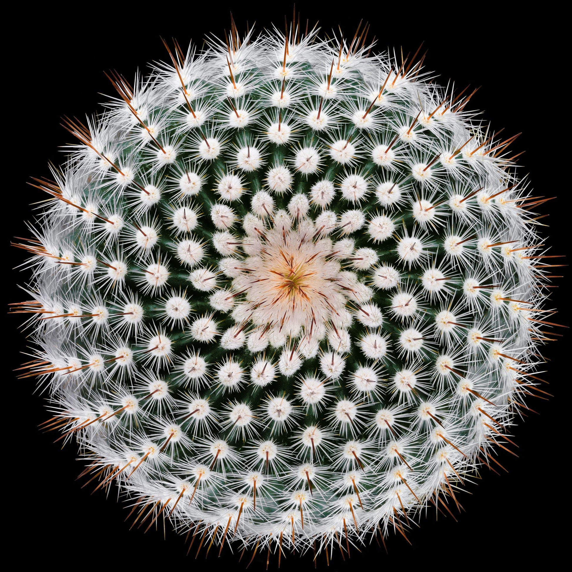 Notocactus scopa - Poster / Art Print