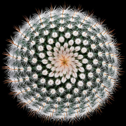 Notocactus scopa - Poster / Art Print