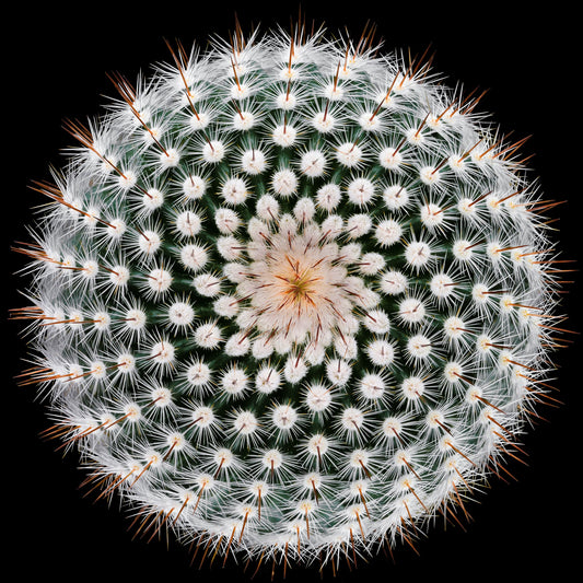 Notocactus scopa - Poster / Art Print