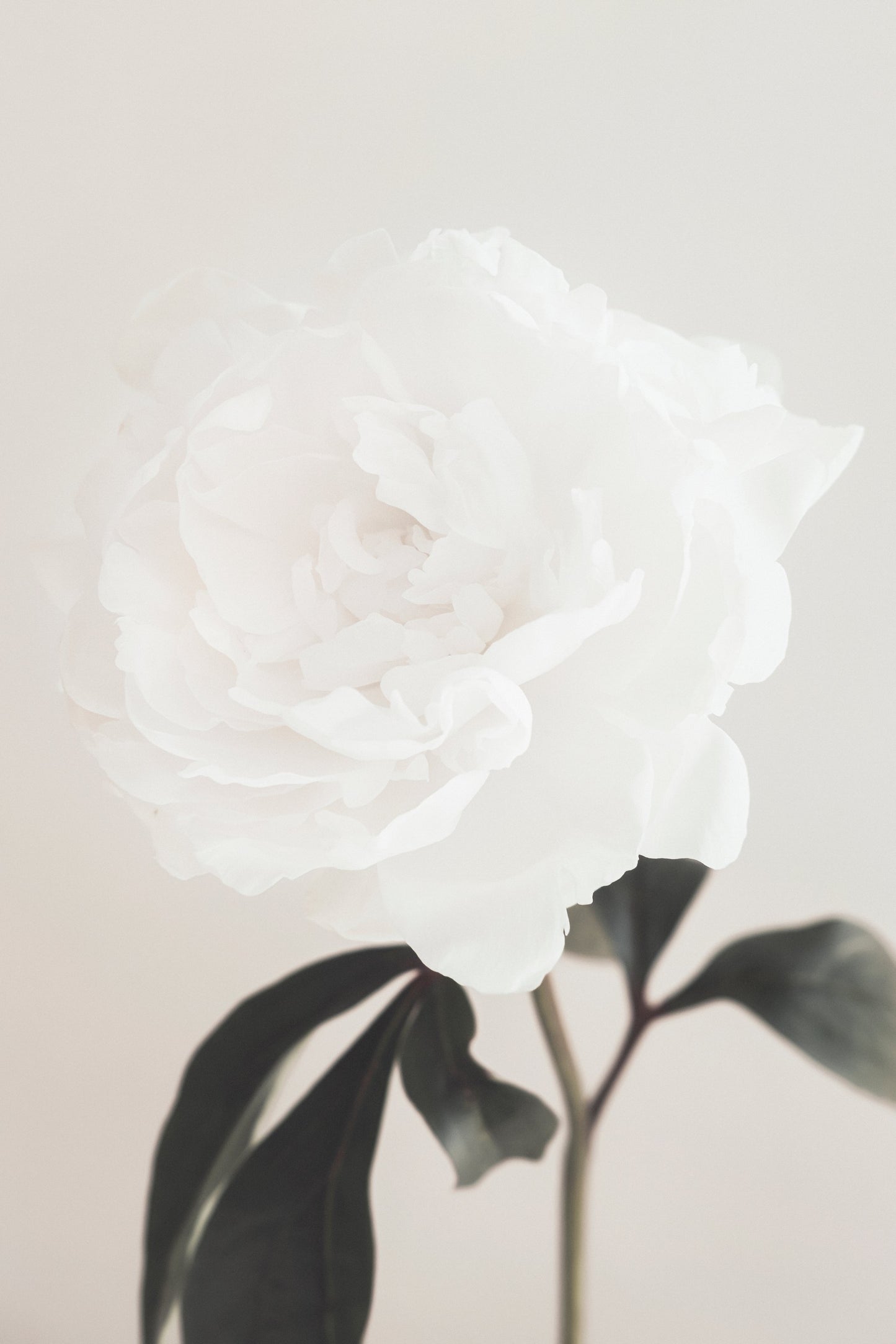 Peony 03 - Poster / Art Print
