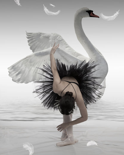 Swan Lake - Poster / Art Print
