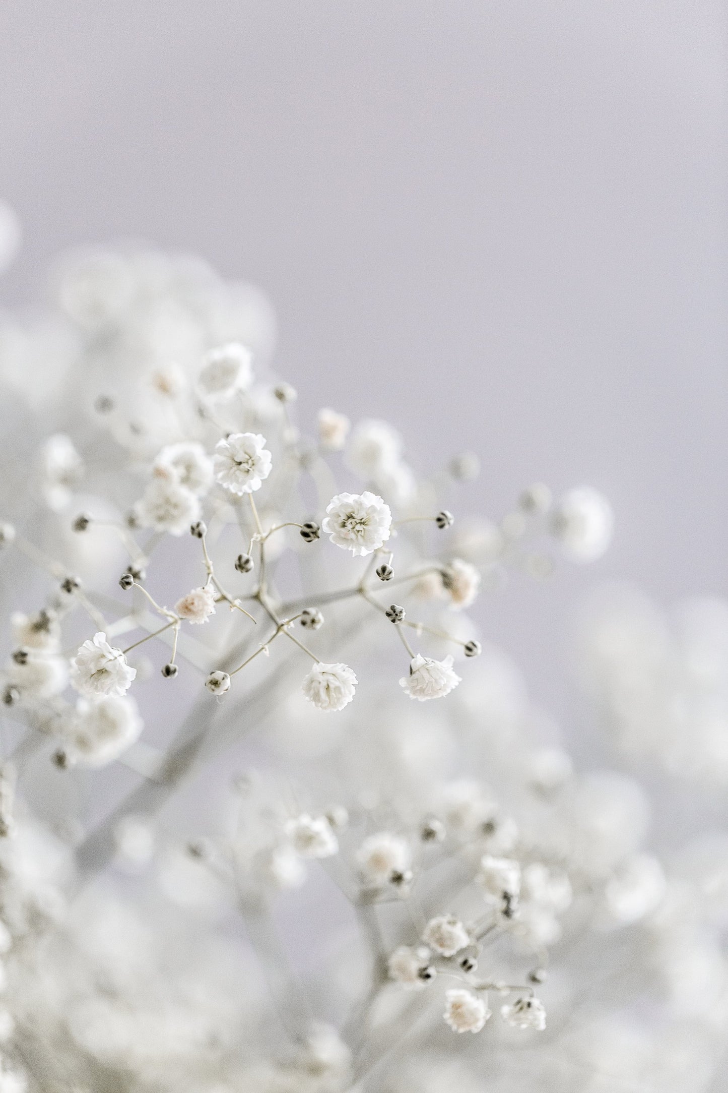 White Breath Flowers - Poster / Art Print