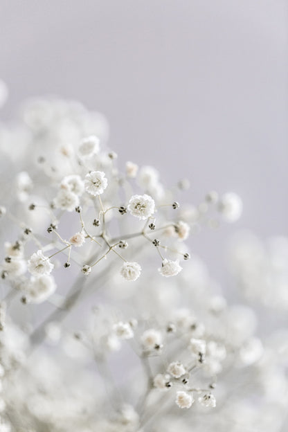 White Breath Flowers - Poster / Art Print