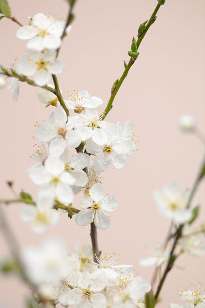 Cherry tree flowers - Poster / Art Print