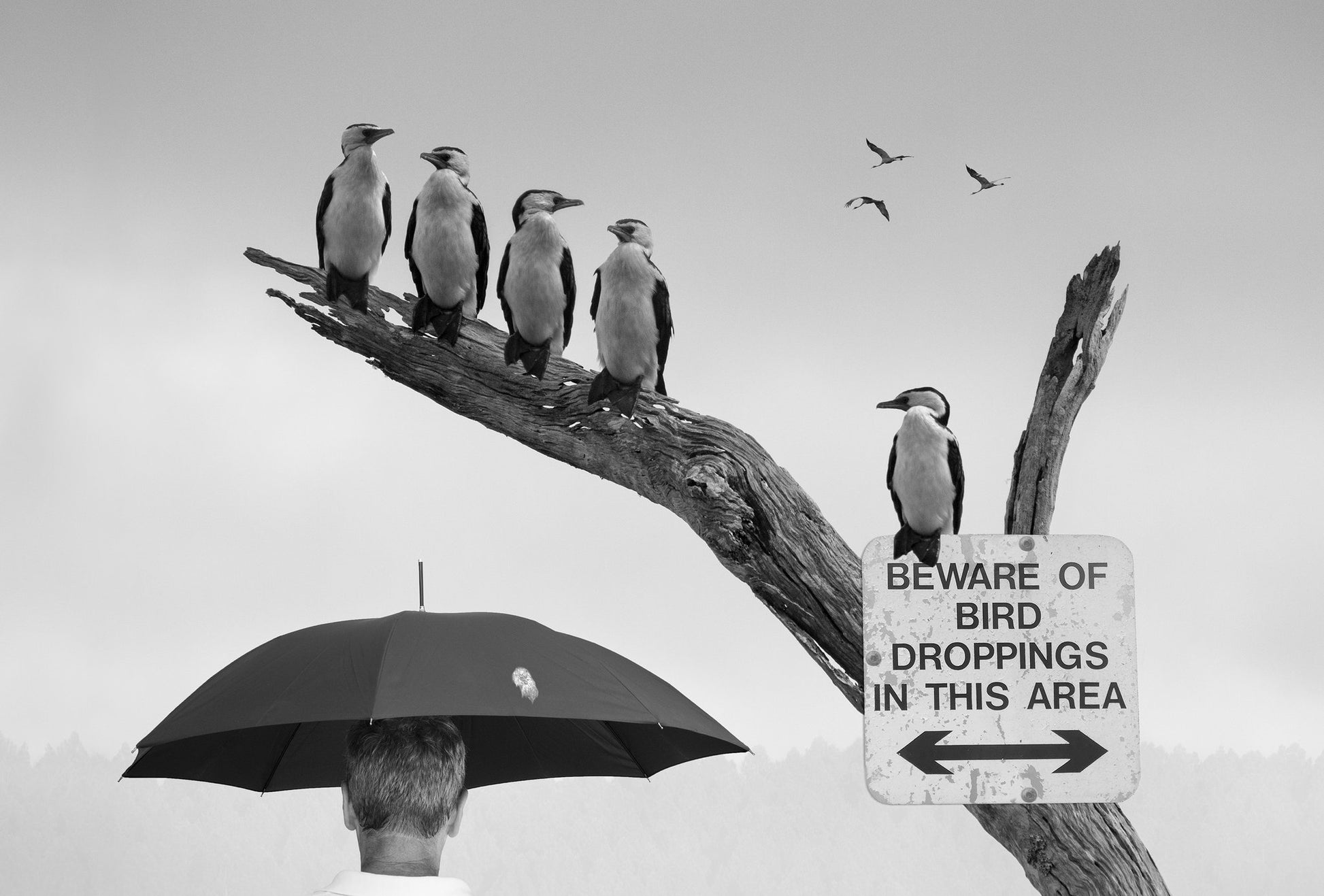 Protection Required - Poster / Art Print