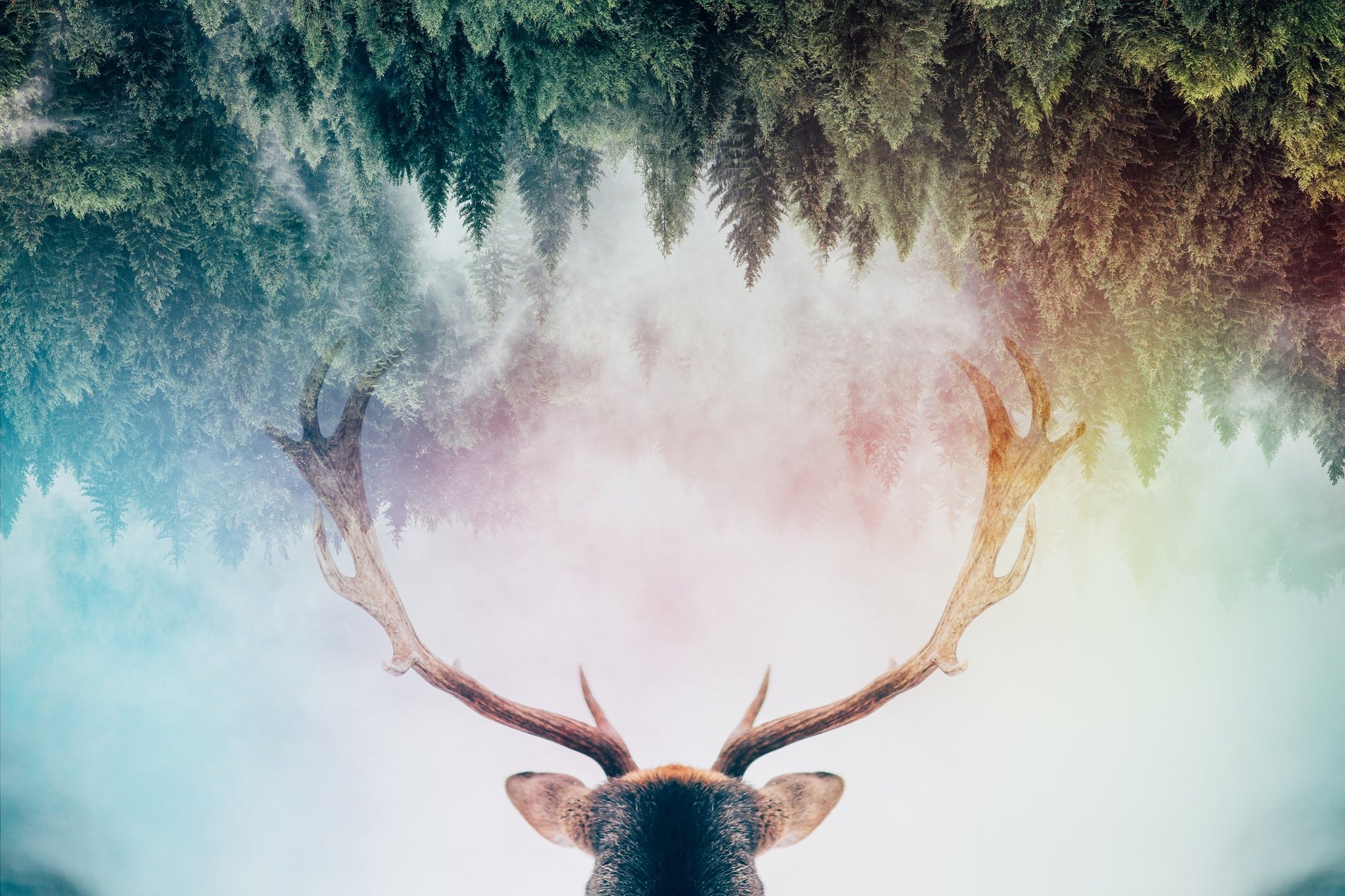 Antler - Poster / Art Print