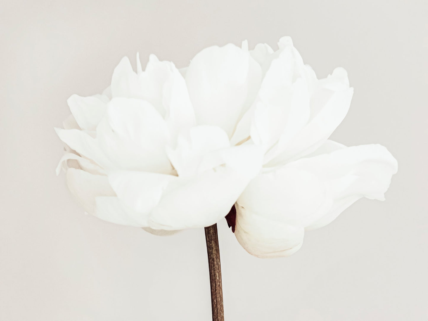 Peony 11 - Poster / Art Print