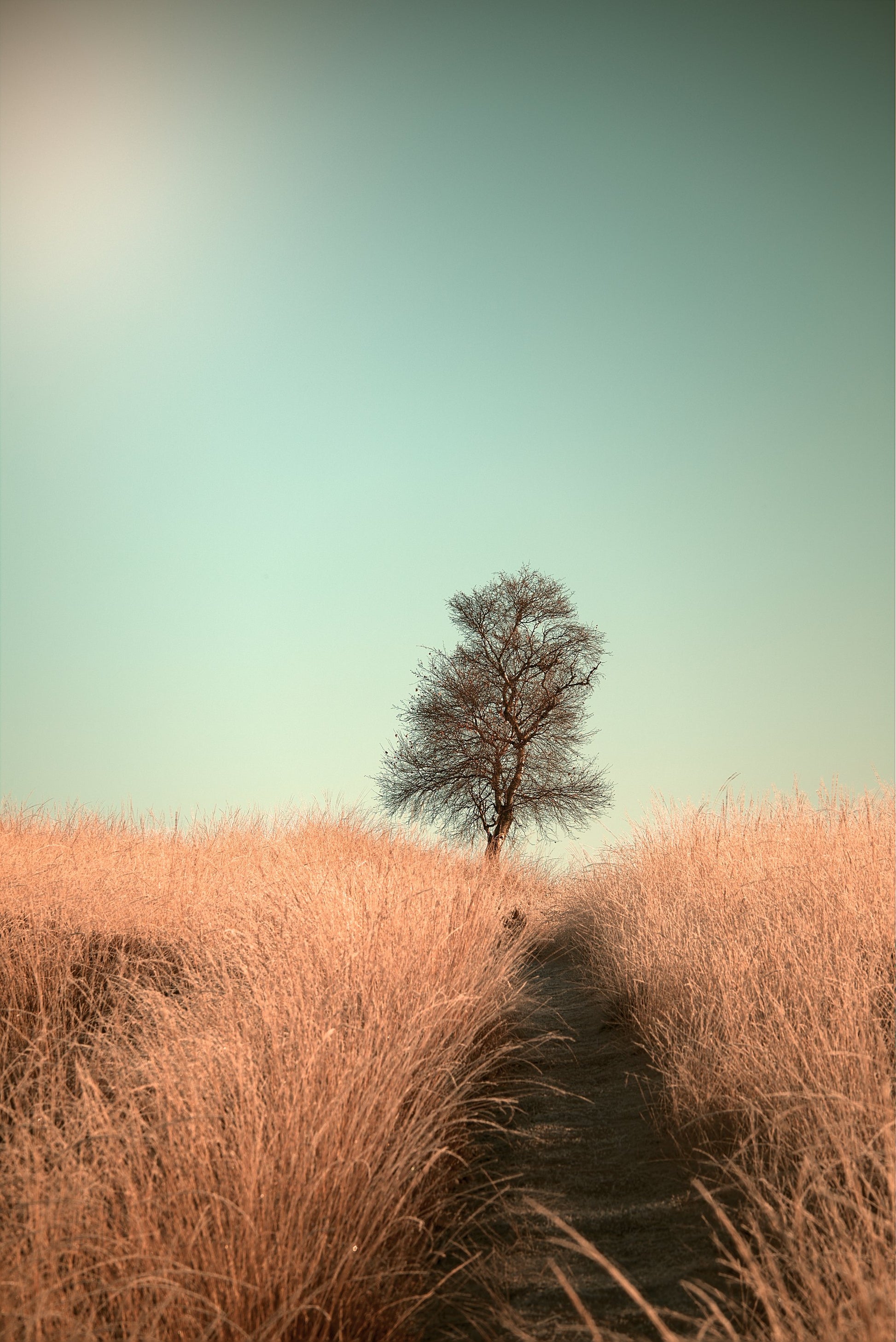 Grass and Path - Poster / Art Print