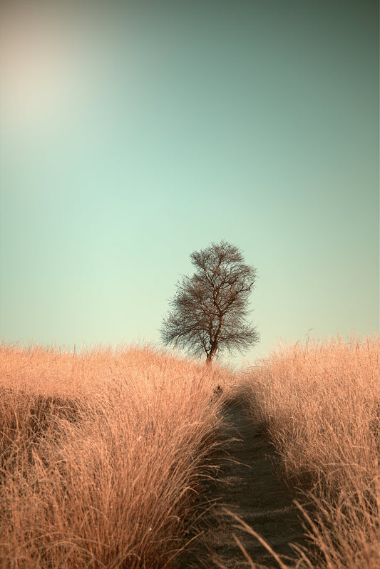 Grass and Path - Poster / Art Print