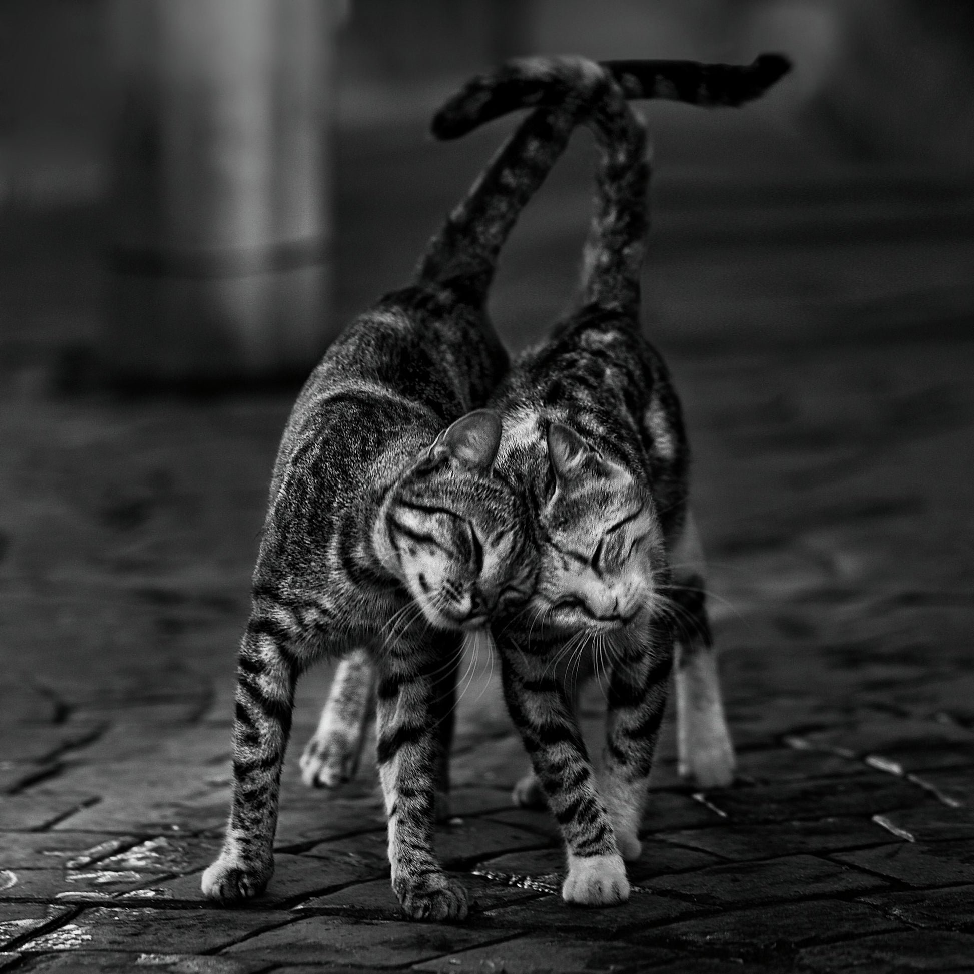 Two cats - Poster / Art Print