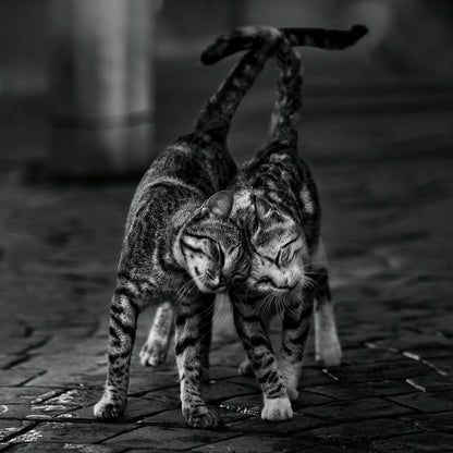 Two cats - Poster / Art Print