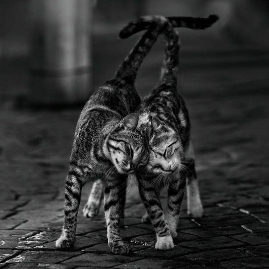Two cats - Poster / Art Print