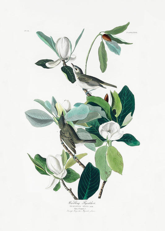 Warbling Flycatcher From Birds of America (1827) - Poster / Art Print