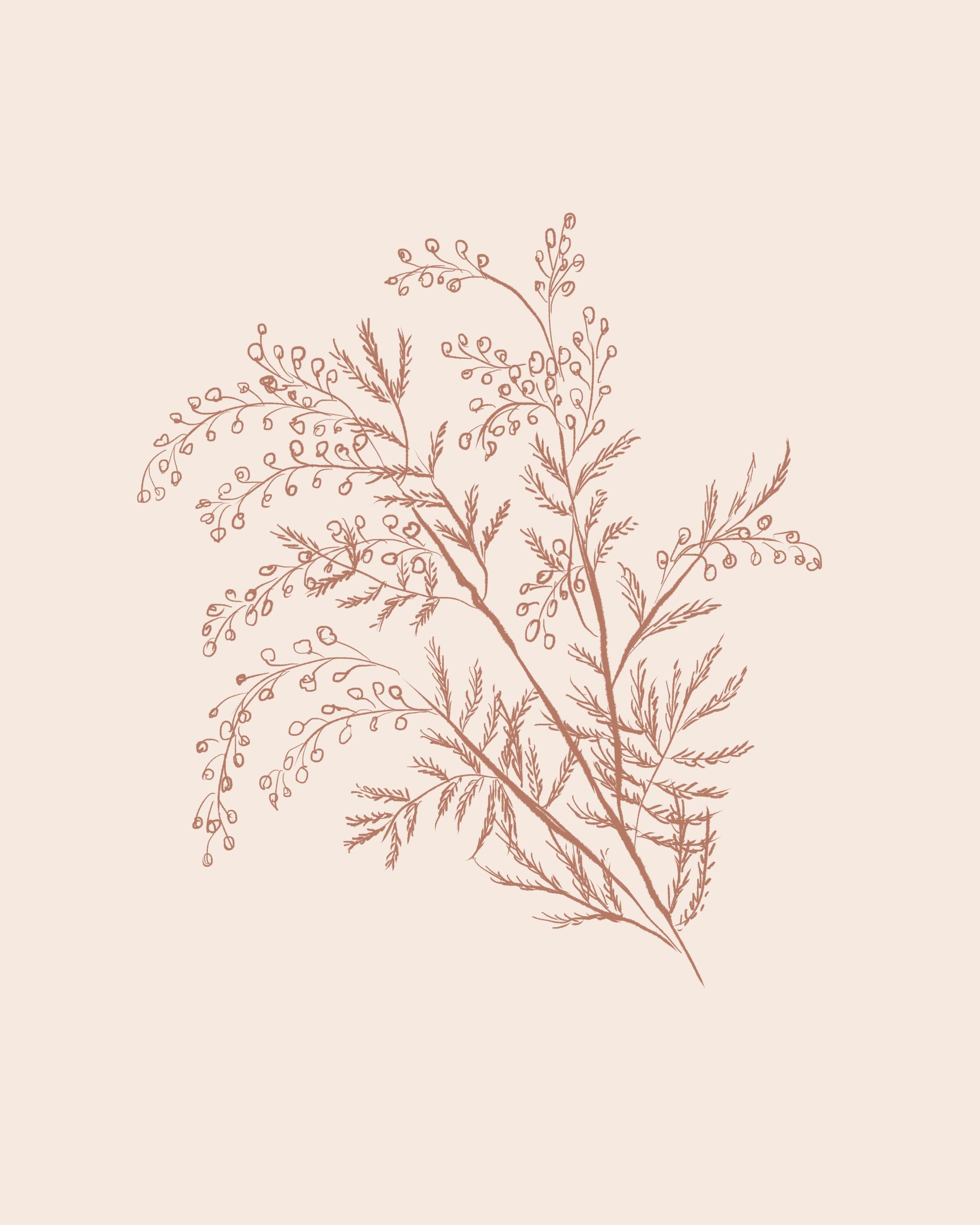 Acacia Botanical Branch - Poster / Art Print
