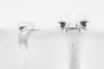 Funny ostrich - Poster / Art Print