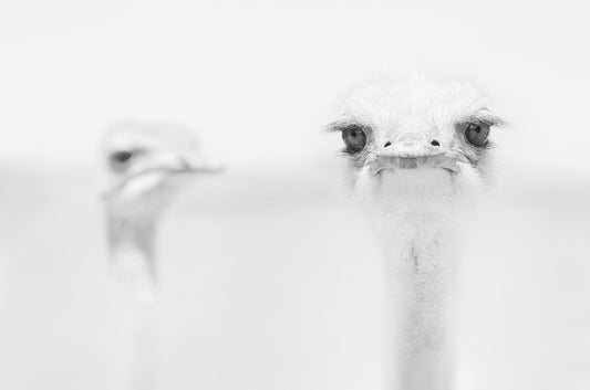 Funny ostrich - Poster / Art Print