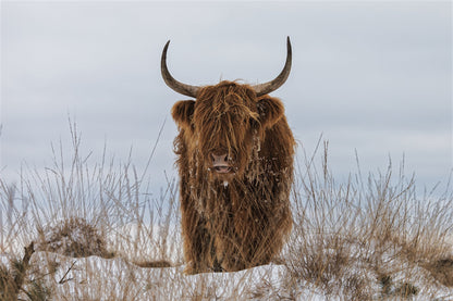 Highlander in Snow - Poster / Art Print