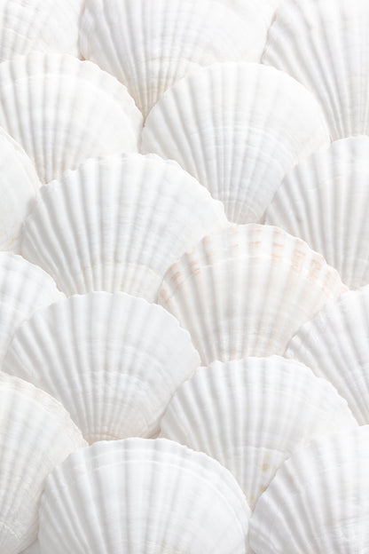 Shells_3 - Poster / Art Print