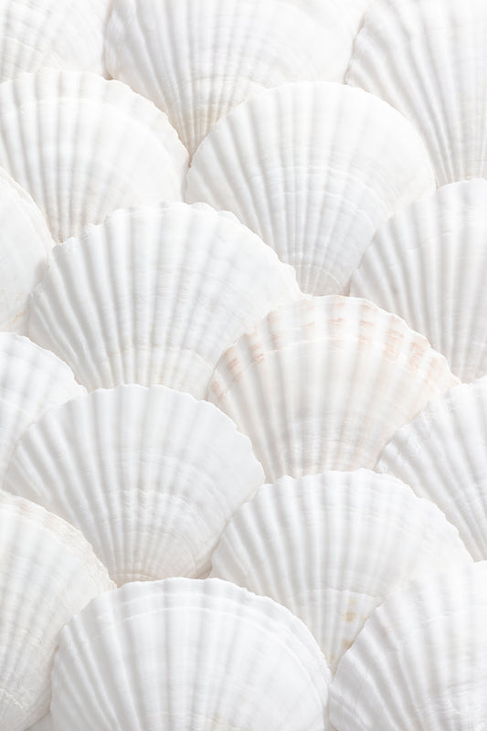 Shells_3 - Poster / Art Print