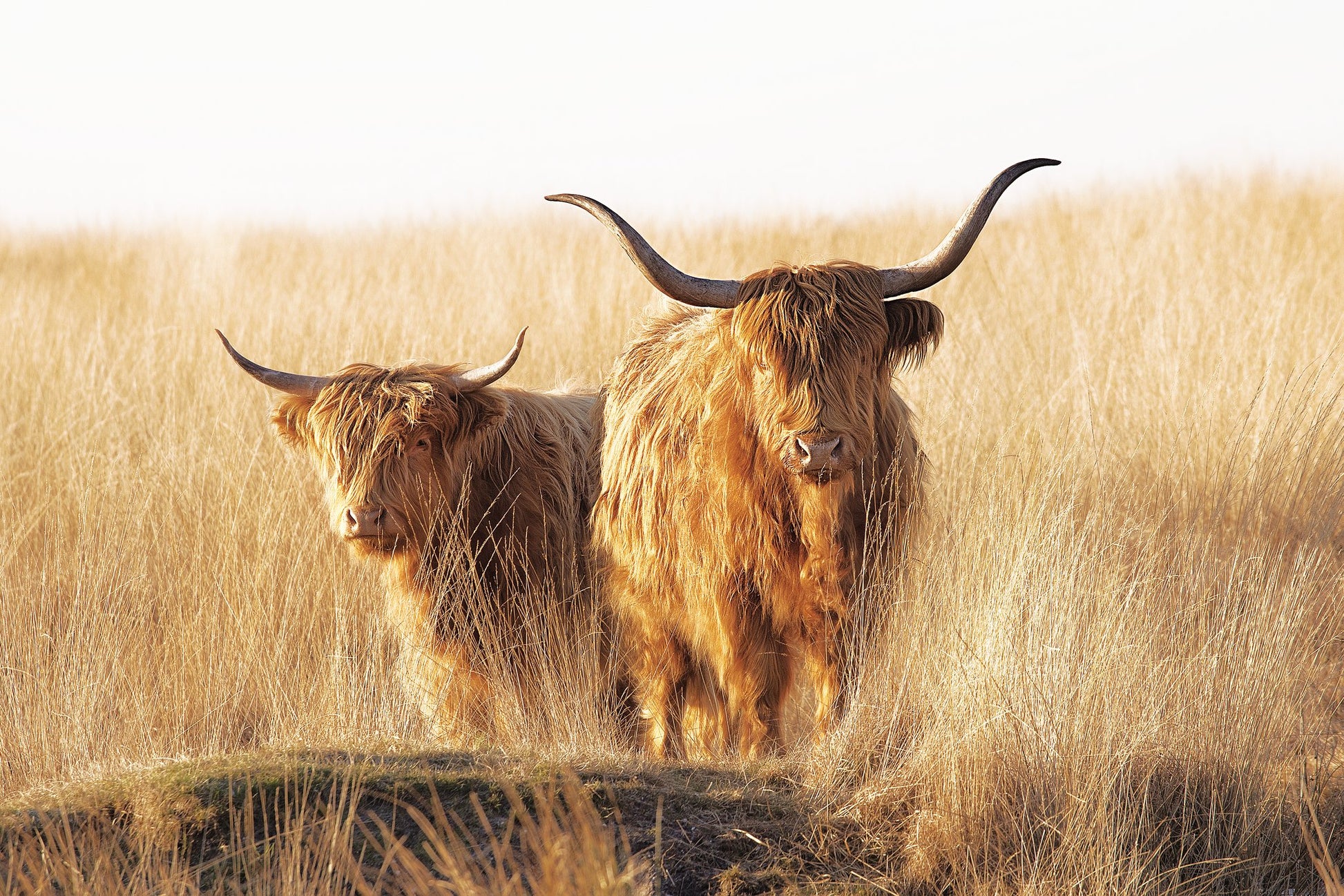 Young and old Highlander - Poster / Art Print