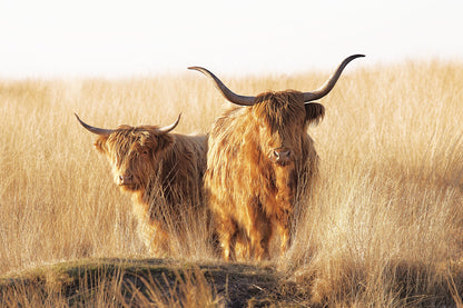 Young and old Highlander - Poster / Art Print