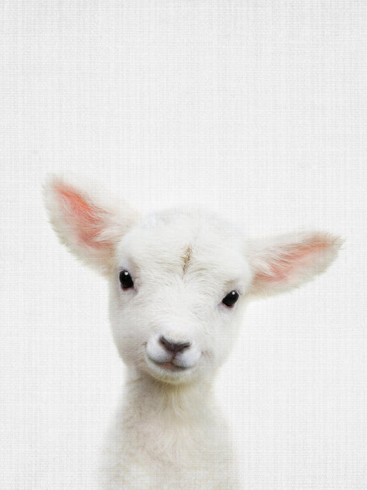 Peekaboo Baby Sheep - Poster / Art Print