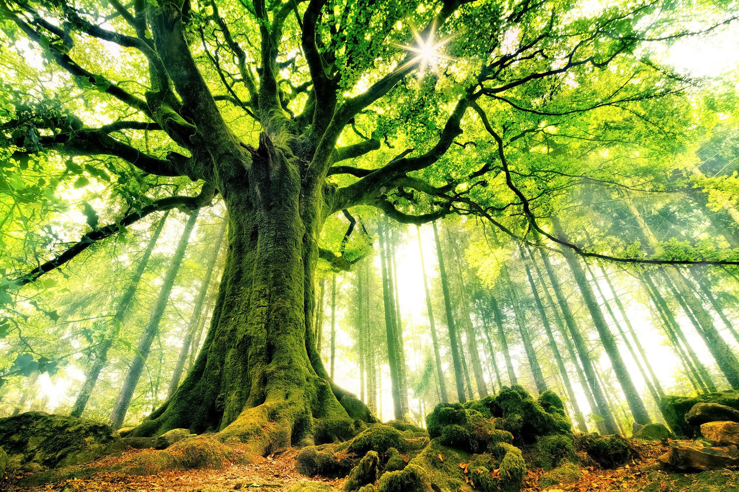 Ponthus' Beech - Poster / Art Print