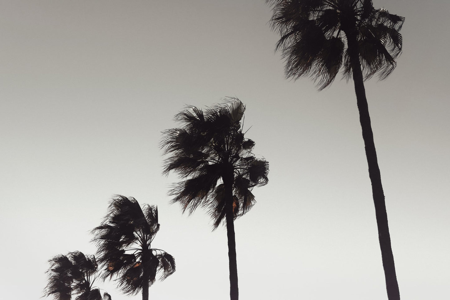 Palm_004 - Poster / Art Print