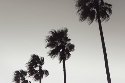 Palm_004 - Poster / Art Print